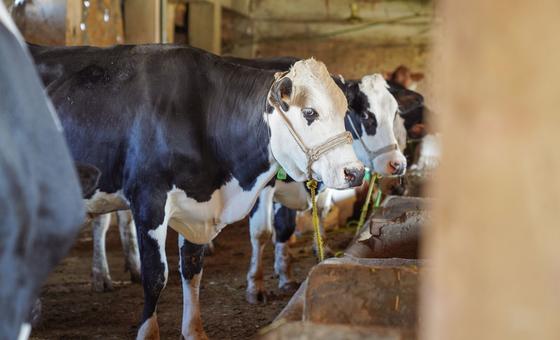 FAO calls for action amid foot-and-mouth disease outbreaks