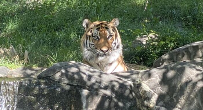 Biodiversity loss demands urgent global action, says UN chief