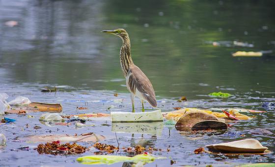 World Environment Day: UN sounds alarm on plastic pollution crisis