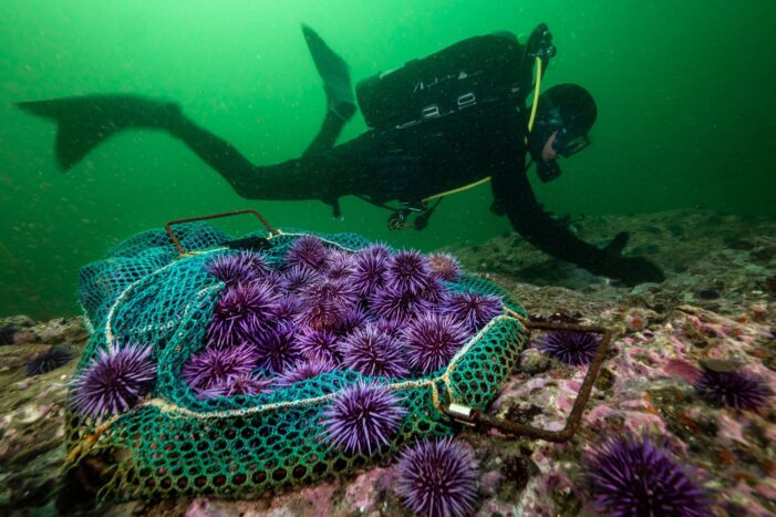 The world’s oceans are dying. Can a UN summit in Nice turn the tide?