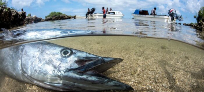 ‘No Ocean Declaration without small islands’: Delegates push for inclusion as UN summit nears end