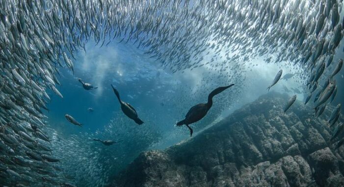 UN ocean summit in Nice closes with wave of commitments UN ocean summit in Nice closes with wave of commitments