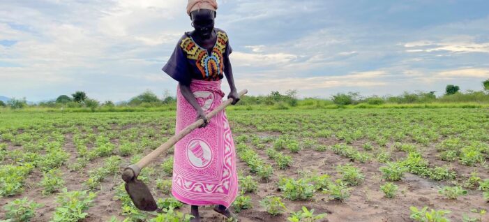 ‘A spirit of oneness’: Cooperatives cultivating peace in South Sudan