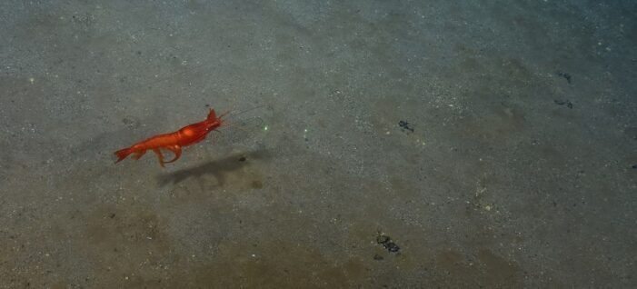 Deep-sea must not turn into ‘Wild West’ of rare minerals exploitation, agency head says