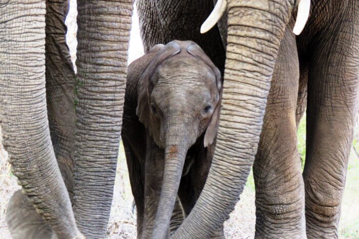 50 years of CITES: Shielding wildlife from trade-driven extinction