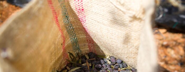 ‘Our livelihoods have been cut off’, say West Bank farmers ahead of olive harvest