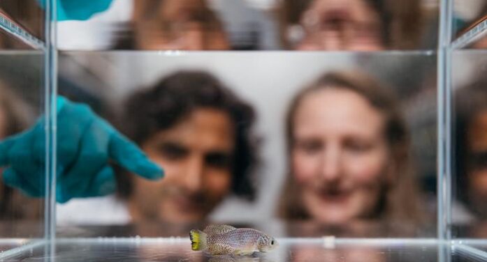 As a lifetime passes in front of our eyes, here’s the structure of how aging plays out