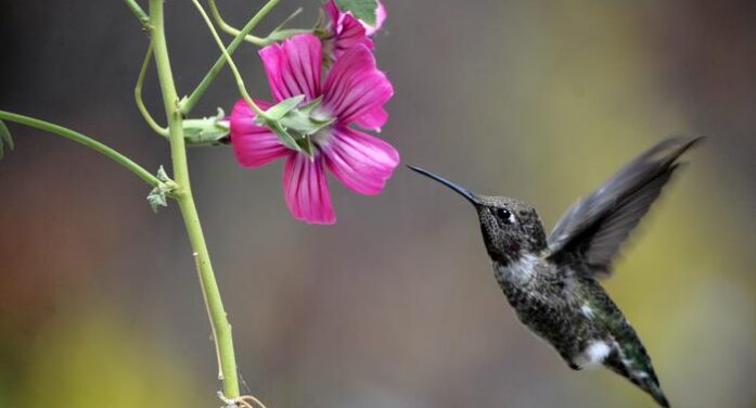 Humans gobble it, birds and bees sip alcohol