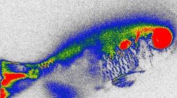 Aquatic plant reduces antibiotics in water and genetic damage in fish, but risks remain