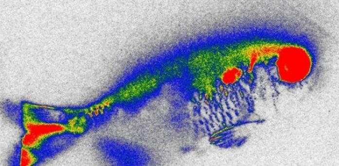 Aquatic plant reduces antibiotics in water and genetic damage in fish, but risks remain