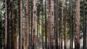 Europe Deforestation to Double, Predicts AI Study Citing Fires, Storms and Bark Beetles