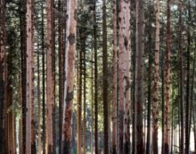 Europe Deforestation to Double, Predicts AI Study Citing Fires, Storms and Bark Beetles