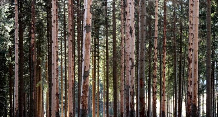 Europe Deforestation to Double, Predicts AI Study Citing Fires, Storms and Bark Beetles