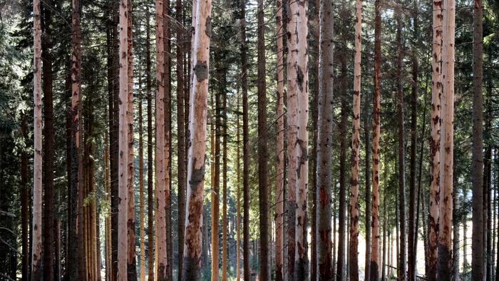 Europe Deforestation to Double, Predicts AI Study Citing Fires, Storms and Bark Beetles
