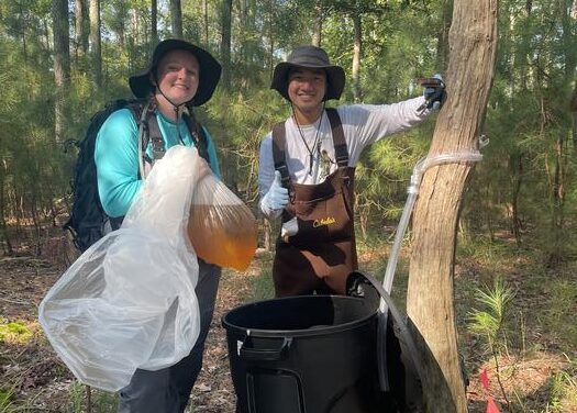 Ghost Forests Reveal Hidden Climate Threats Along U.S. Coasts, Study Finds