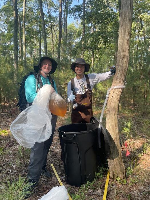 Ghost Forests Reveal Hidden Climate Threats Along U.S. Coasts, Study Finds