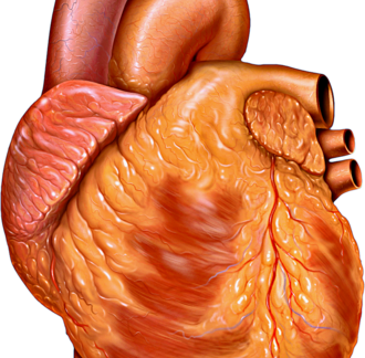 Organ Donations After Cardiac Death Soar in US, Expand Transplant Lifeline 