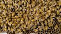 Who’s Watching Matters: Honey Bees Change Their Famous Dance in Surprising Ways