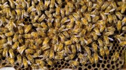 Who’s Watching Matters: Honey Bees Change Their Famous Dance in Surprising Ways