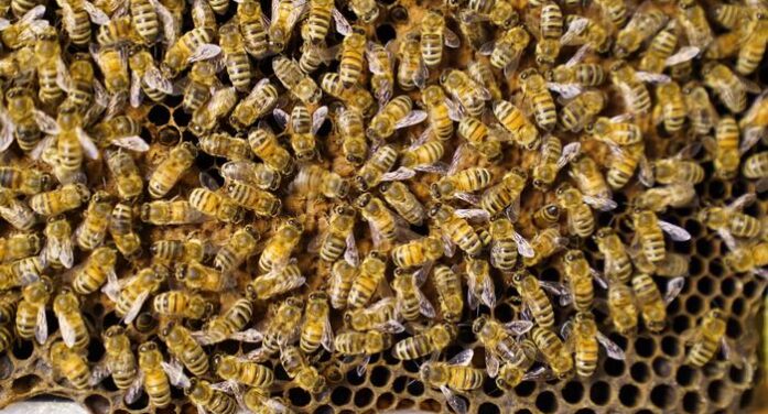 Who’s Watching Matters: Honey Bees Change Their Famous Dance in Surprising Ways