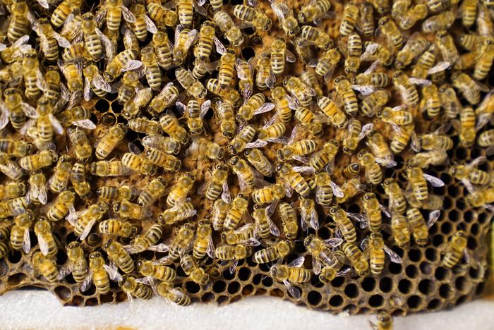 Who’s Watching Matters: Honey Bees Change Their Famous Dance in Surprising Ways