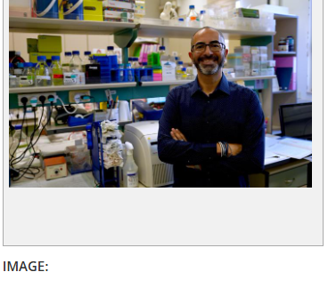 The Cannabis compounds are promising in the battle against fatty liver disease