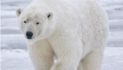 How protecting ‘umbrella species’ Polar bear helps scientists in Arctic conservation