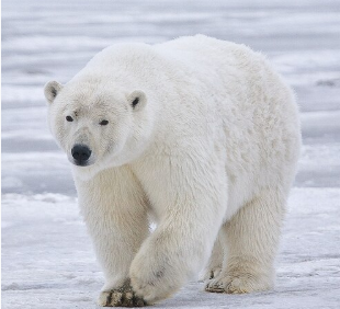 How protecting ‘umbrella species’ Polar bear helps scientists in Arctic conservation