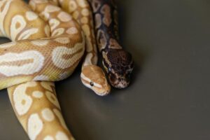 Caption Pet pythons, belonging to graduate student Skip Maas, in the lab. Credit Patrick Campbell/CU Boulder