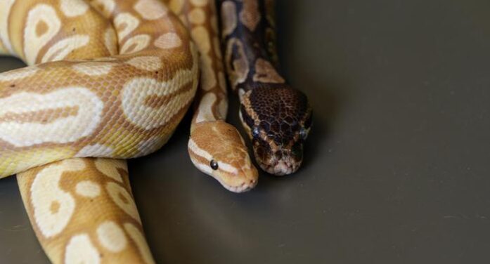 Python Blood is finding itself into a new way of making safer weight loss treatments