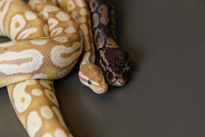 Python Blood is finding itself into a new way of making safer weight loss treatments