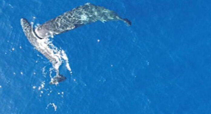 Moby Dick ‘ship sinking’ sperm whales caught headbutting, camera captures moments [Watch Video]