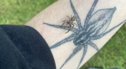 Scared of spiders? A world without them is true nightmare tale: Study