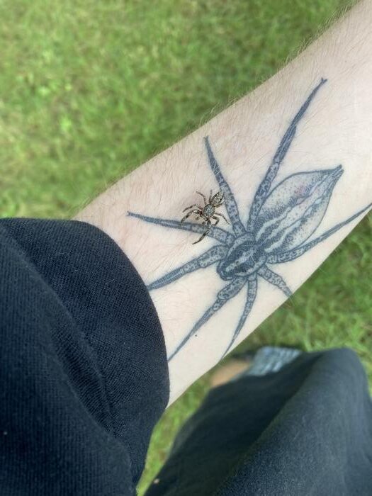 Scared of spiders? A world without them is true nightmare tale: Study