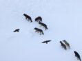 Wolves kill, and ravens recall where: What is the scavenging strategy?
