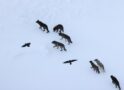 Wolves kill, and ravens recall where: What is the scavenging strategy?