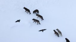 Wolves kill, and ravens recall where: What is the scavenging strategy?