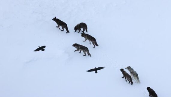 Wolves kill, and ravens recall where: What is the scavenging strategy?