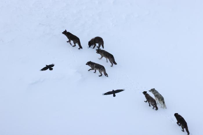 Wolves kill, and ravens recall where: What is the scavenging strategy?