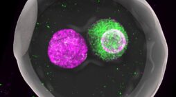 The battle of the sexes in the egg
