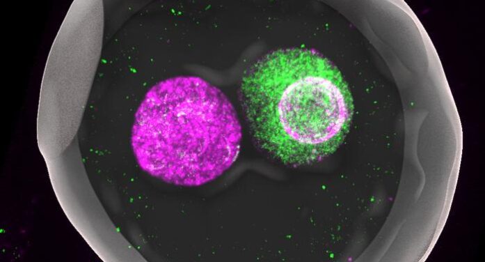 The battle of the sexes in the egg