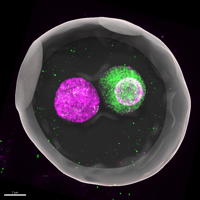 The battle of the sexes in the egg
