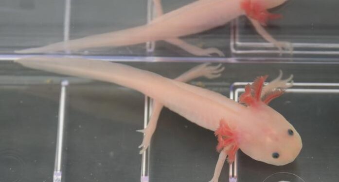 Regrowing Human Limbs May Be Possible With Salamander Gene, Study Suggests