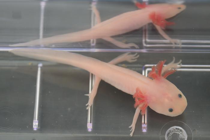 Regrowing Human Limbs May Be Possible With Salamander Gene, Study Suggests