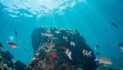 Ocean Acidification Is Quietly Ruining Reef Fish Social Networks