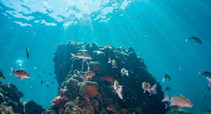 Ocean Acidification Is Quietly Ruining Reef Fish Social Networks