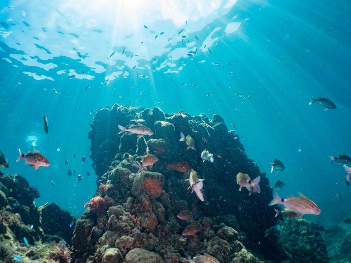 Ocean Acidification Is Quietly Ruining Reef Fish Social Networks Ocean Acidification Is Quietly Ruining Reef Fish Social Networks