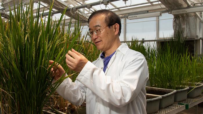 AI-Designed Gene Editing Produces Rice Plants Resistant to Devastating Disease