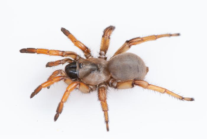Spider Named After Stephen Colbert Has a Genome 50% Larger Than Humans