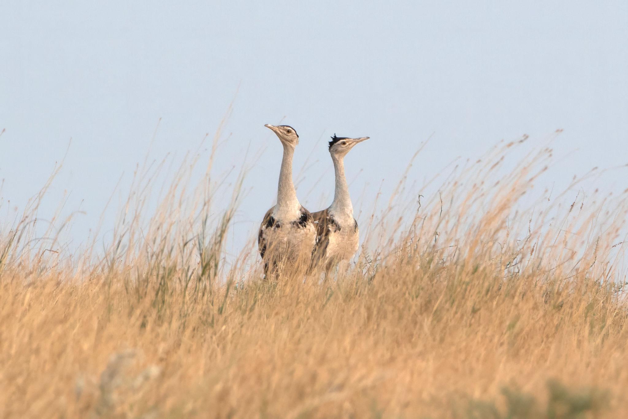 Great Indian Bustards